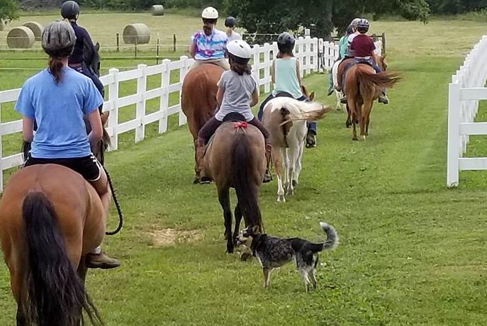 A Thrilling Equestrian Journey for Preschoolers in Hermitage